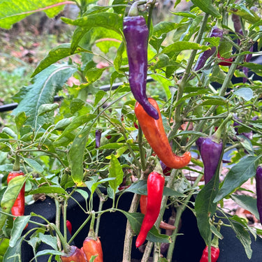 Buena Mulata - Seeds - The Pepper Pantry (Formerly Marie Sharp's)